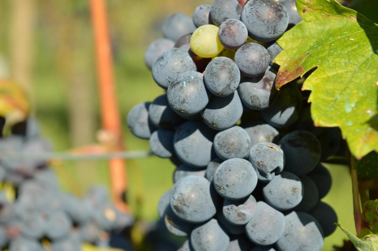 Bed & Tours Dimora Di Campagna Panzió Castelnuovo Belbo Kültér fotó